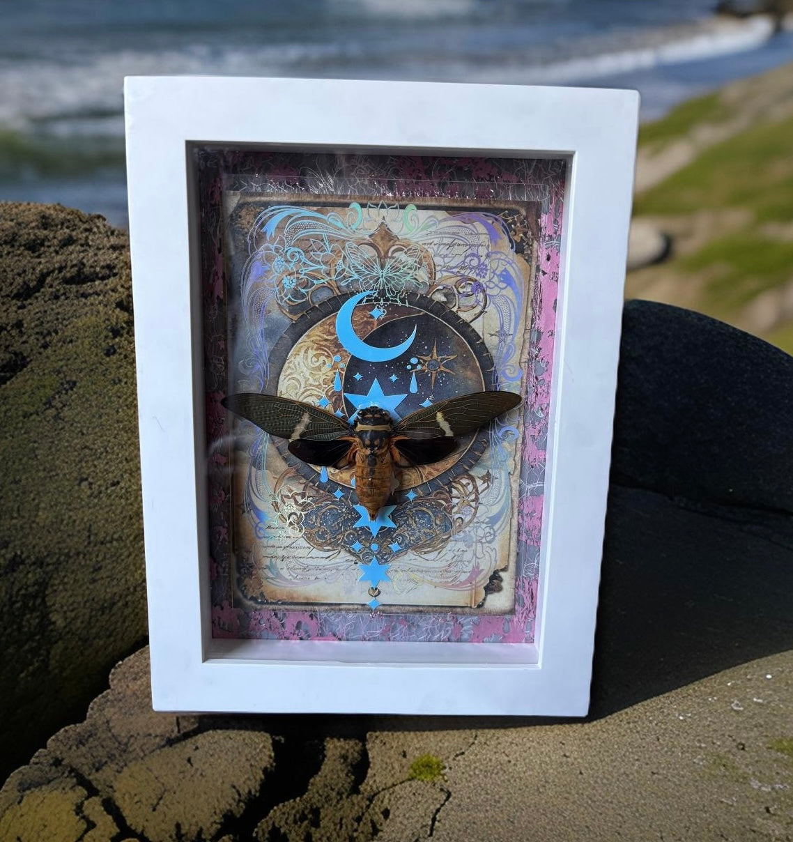Eye catching White 5”x7” Shadowbox Framed Cicada (Tosena melanoptera) on Holographic, Glow in the Dark Background. Entomology, Dark Art, Insects, Oddities