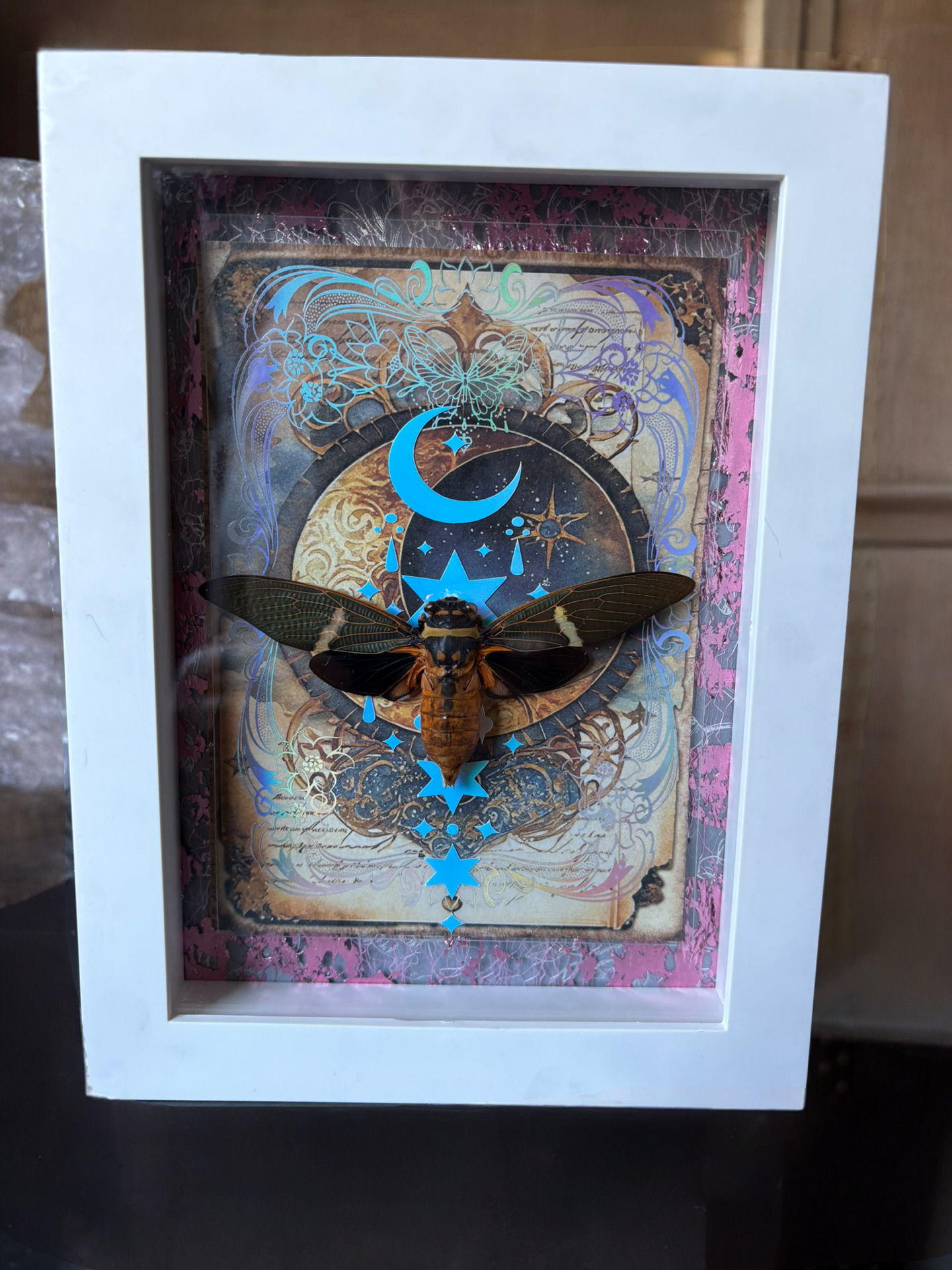 Eye catching White 5”x7” Shadowbox Framed Cicada (Tosena melanoptera) on Holographic, Glow in the Dark Background. Entomology, Dark Art, Insects, Oddities
