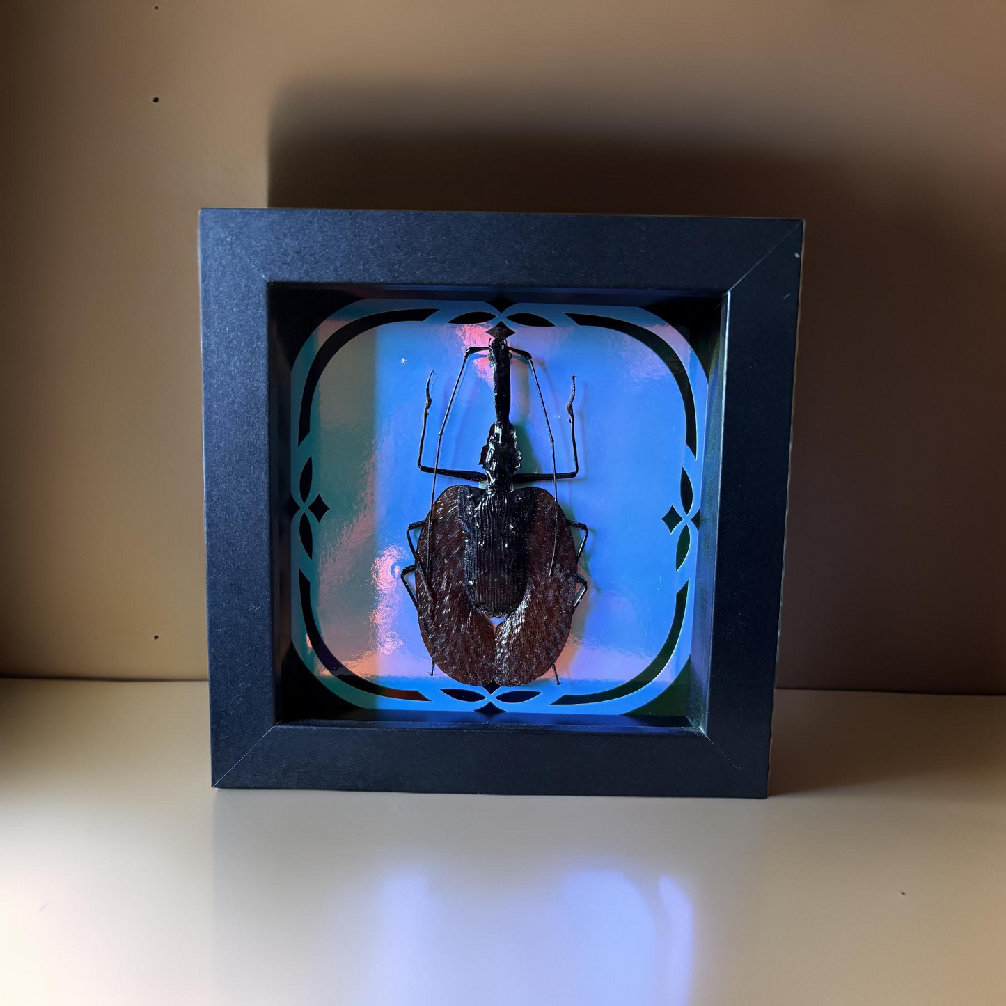 Large Violin Beetle (Mormolyce phyllodes) in 5”x5” Black Shadowbox on Holographic, Glow in the Dark Background.