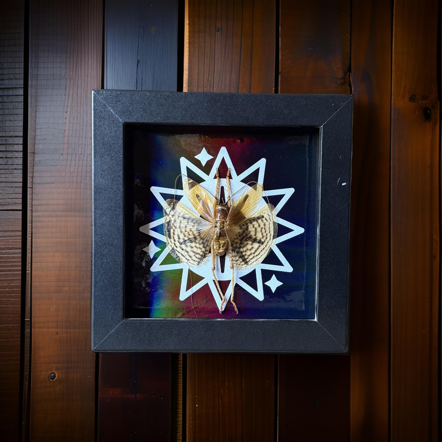 Elegant Grasshopper (Gryllacrididae) 5”x5” Shadowbox on Colorshifting Rainbow Background. Entomology, Insect Art, Dark Aesthetic, Bugs