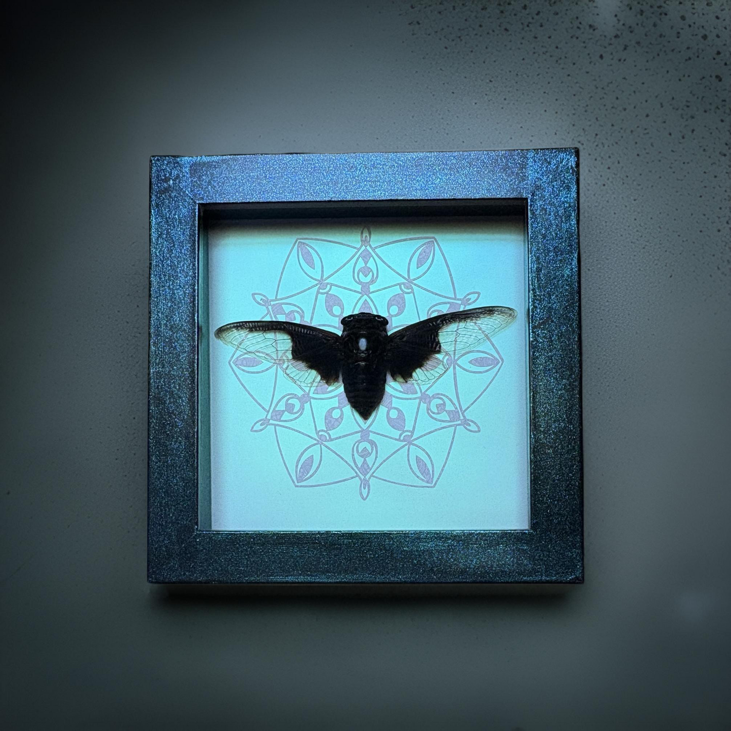 5”x5” Bat Winged Cicada (Cryptotympana aquila) Shadowbox on Pink/Green/Blue Colorshifting Background. Art, Gothic, Entomology, Insect