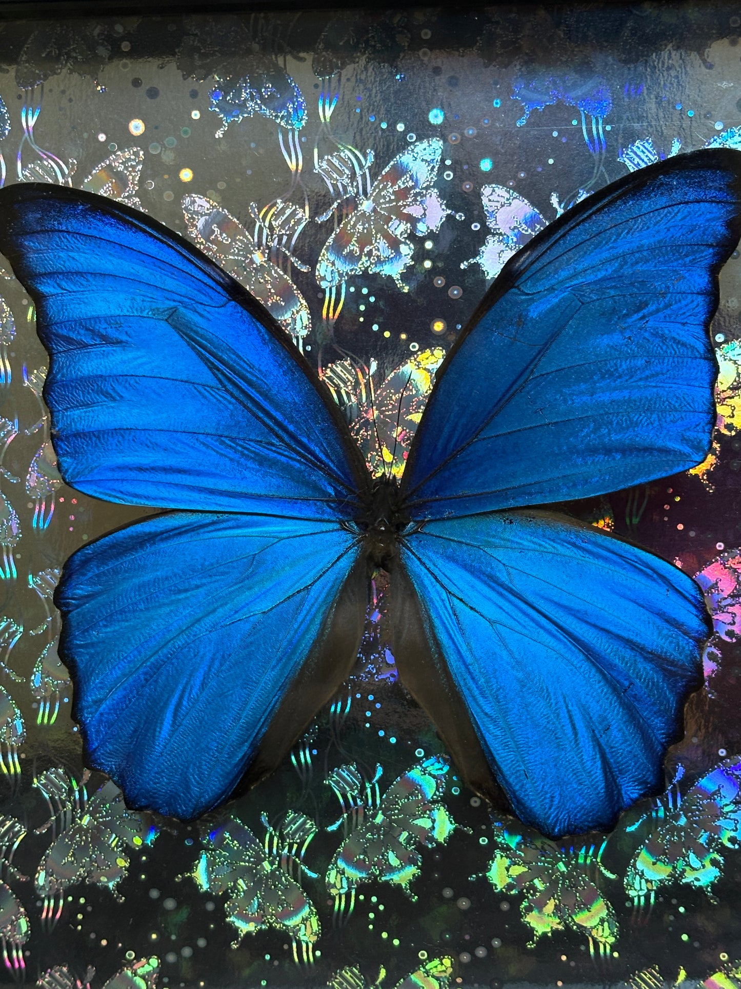 8"x8" Shadowbox- Spectacular Metallic Blue Morpho Butterfly on Holographic Background- Framed Art, entomology art, insect art, gothic aesthetic, oddities