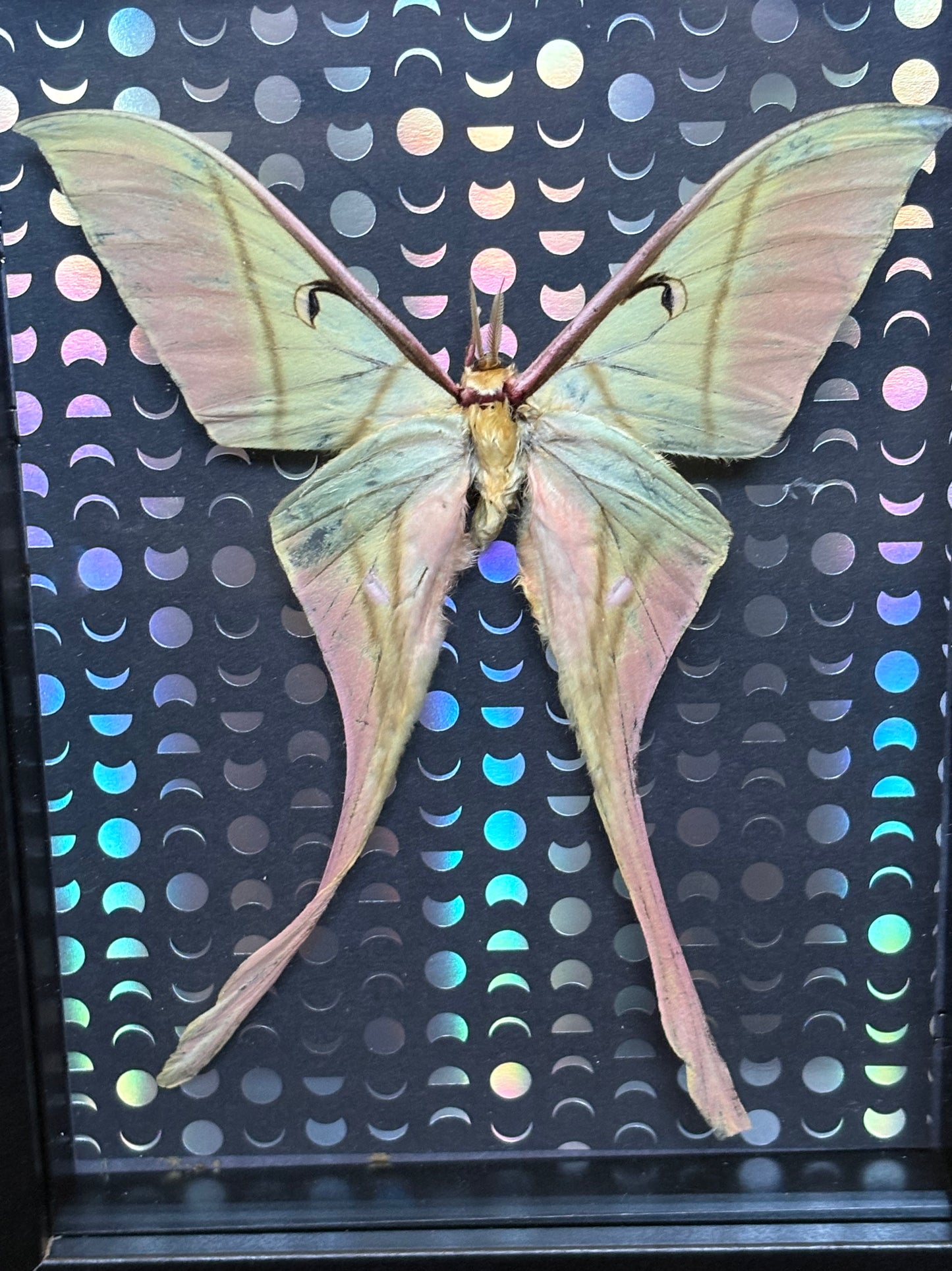 5"x7" Shadowbox with Beautiful Pink and Green Chinese Luna Moth on Holographic Moon Background. Entomology art, insect art, celestial, moon moth, gothic, dark aesthetic