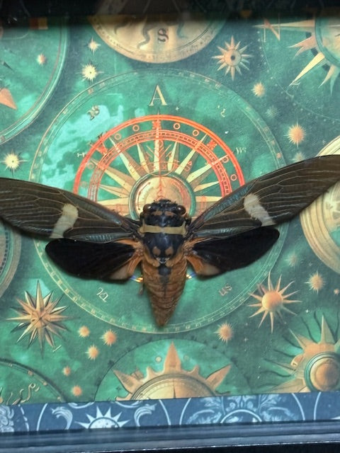 5"x5" Shadowbox with Black and Orange Cicada on Celestial Background with Holographic Accents- Insect, entomology, curiosities, bug, gothic, whimsy, whimsical