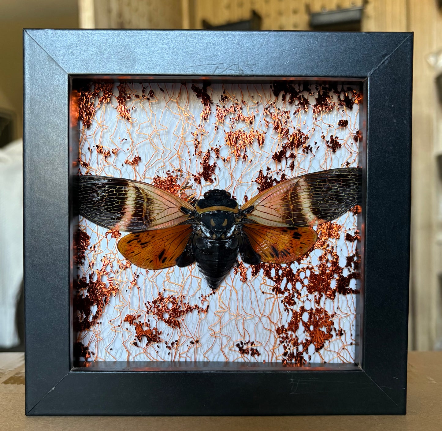 Giant Coconut Cicada (Angamiana Floridula) on Metallic Foil Background in 5”x5” Shadowbox. Entomology Art, Insects, Bugs, Taxidermy.