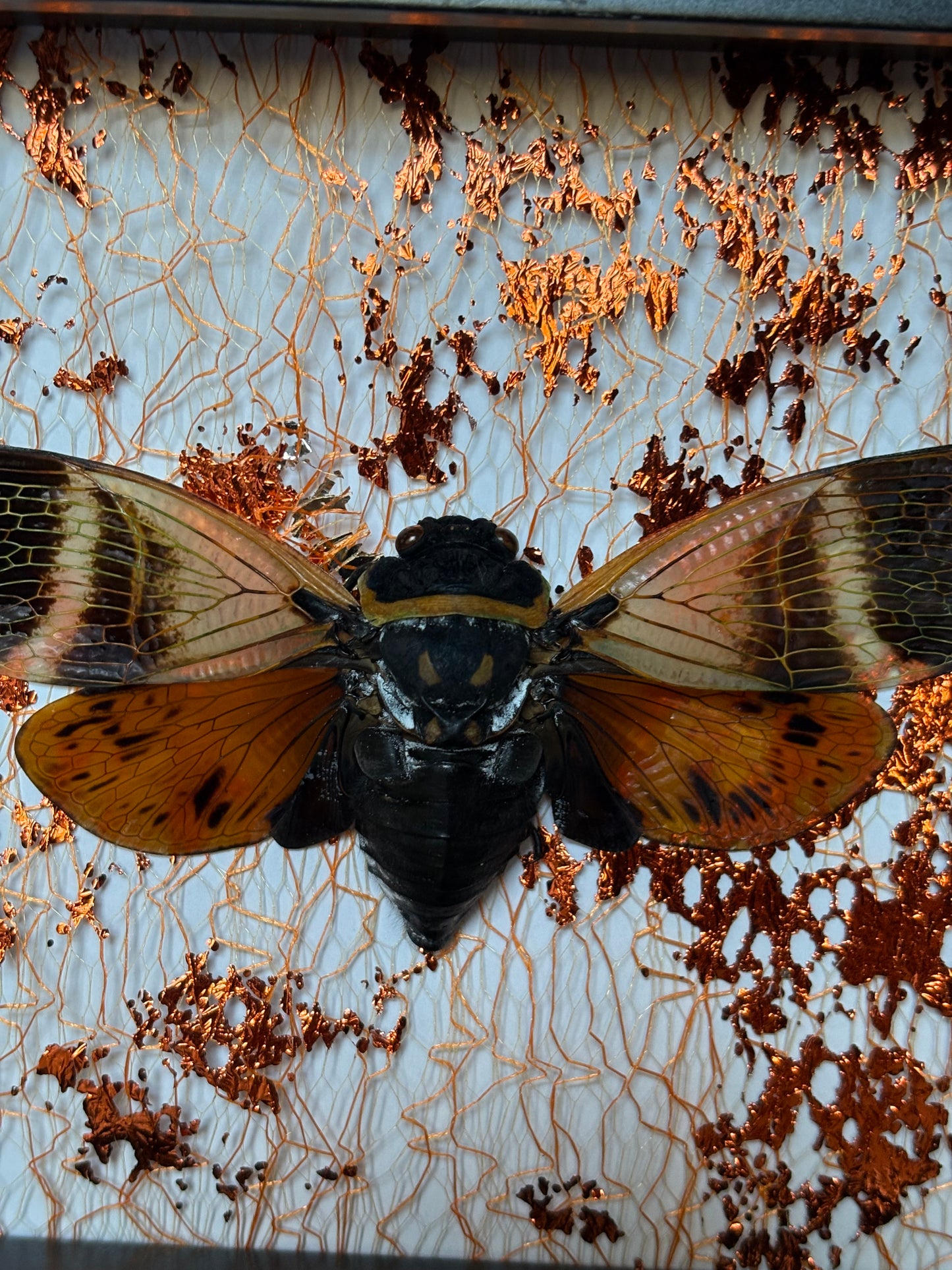 Giant Coconut Cicada (Angamiana Floridula) on Metallic Foil Background in 5”x5” Shadowbox. Entomology Art, Insects, Bugs, Taxidermy.