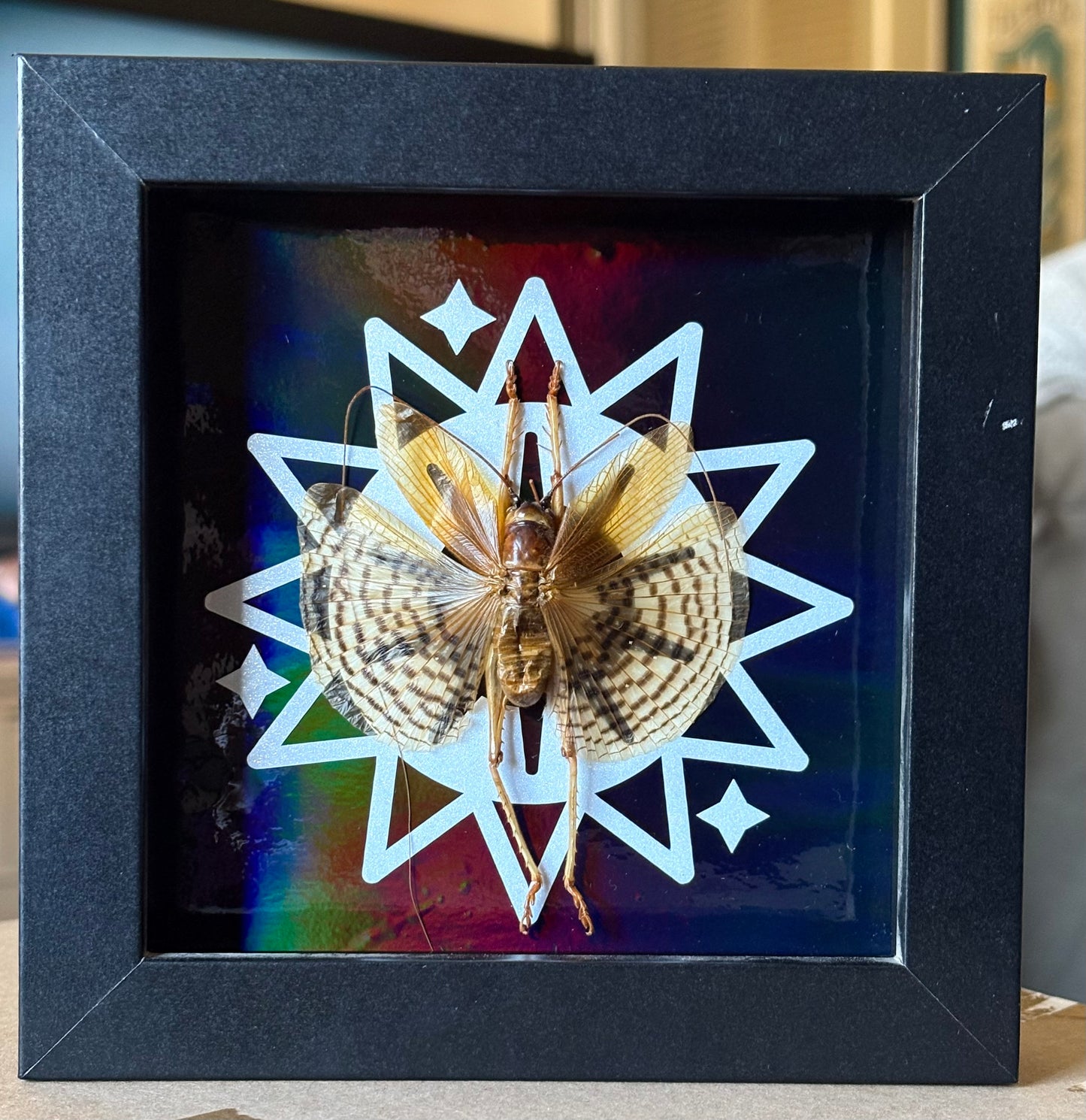 Elegant Grasshopper (Gryllacrididae) 5”x5” Shadowbox on Colorshifting Rainbow Background. Entomology, Insect Art, Dark Aesthetic, Bugs