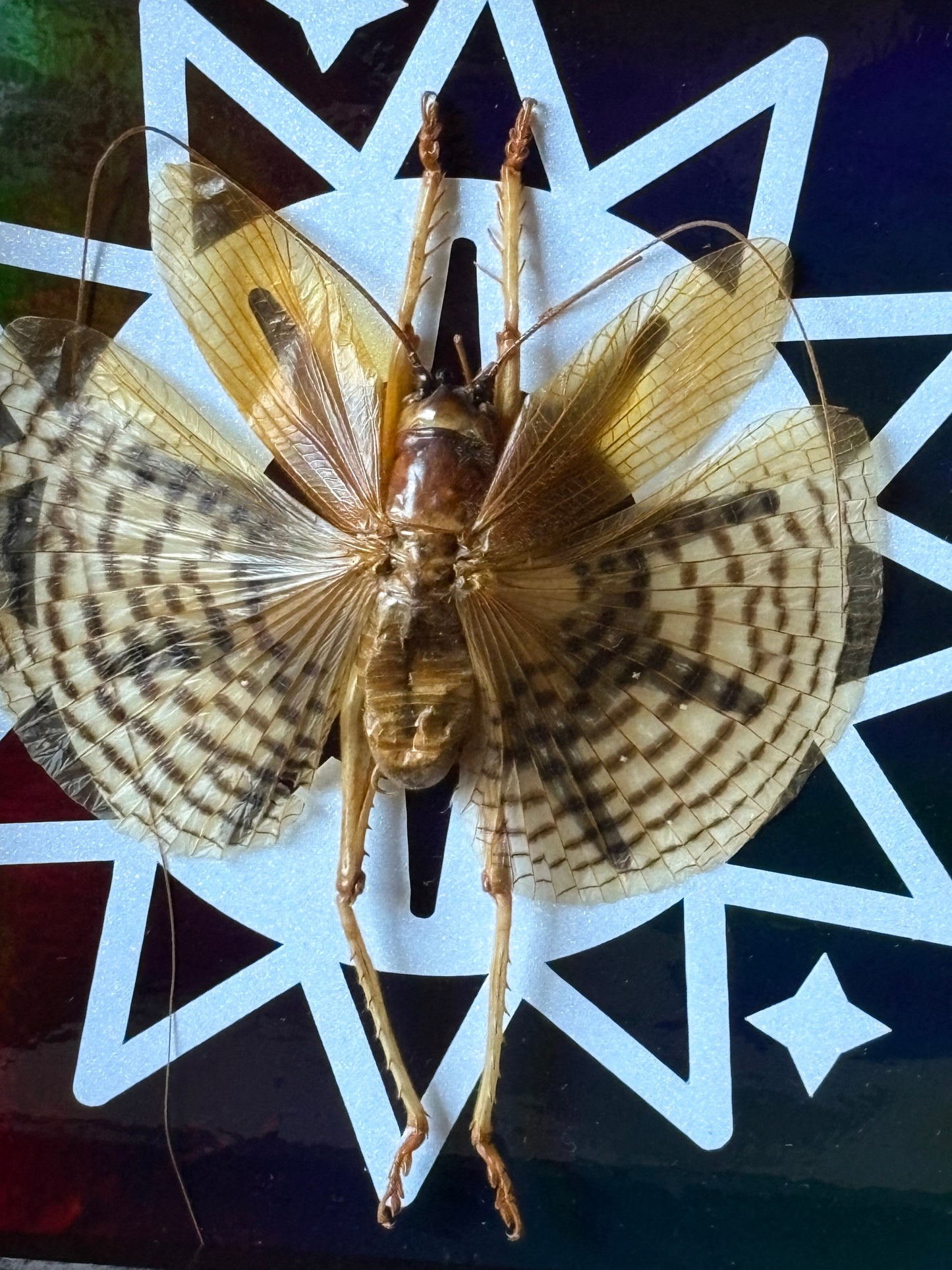 Elegant Grasshopper (Gryllacrididae) 5”x5” Shadowbox on Colorshifting Rainbow Background. Entomology, Insect Art, Dark Aesthetic, Bugs