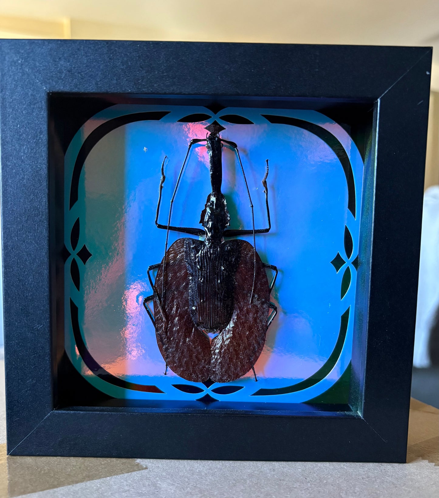 Large Violin Beetle (Mormolyce phyllodes) in 5”x5” Black Shadowbox on Holographic, Glow in the Dark Background.