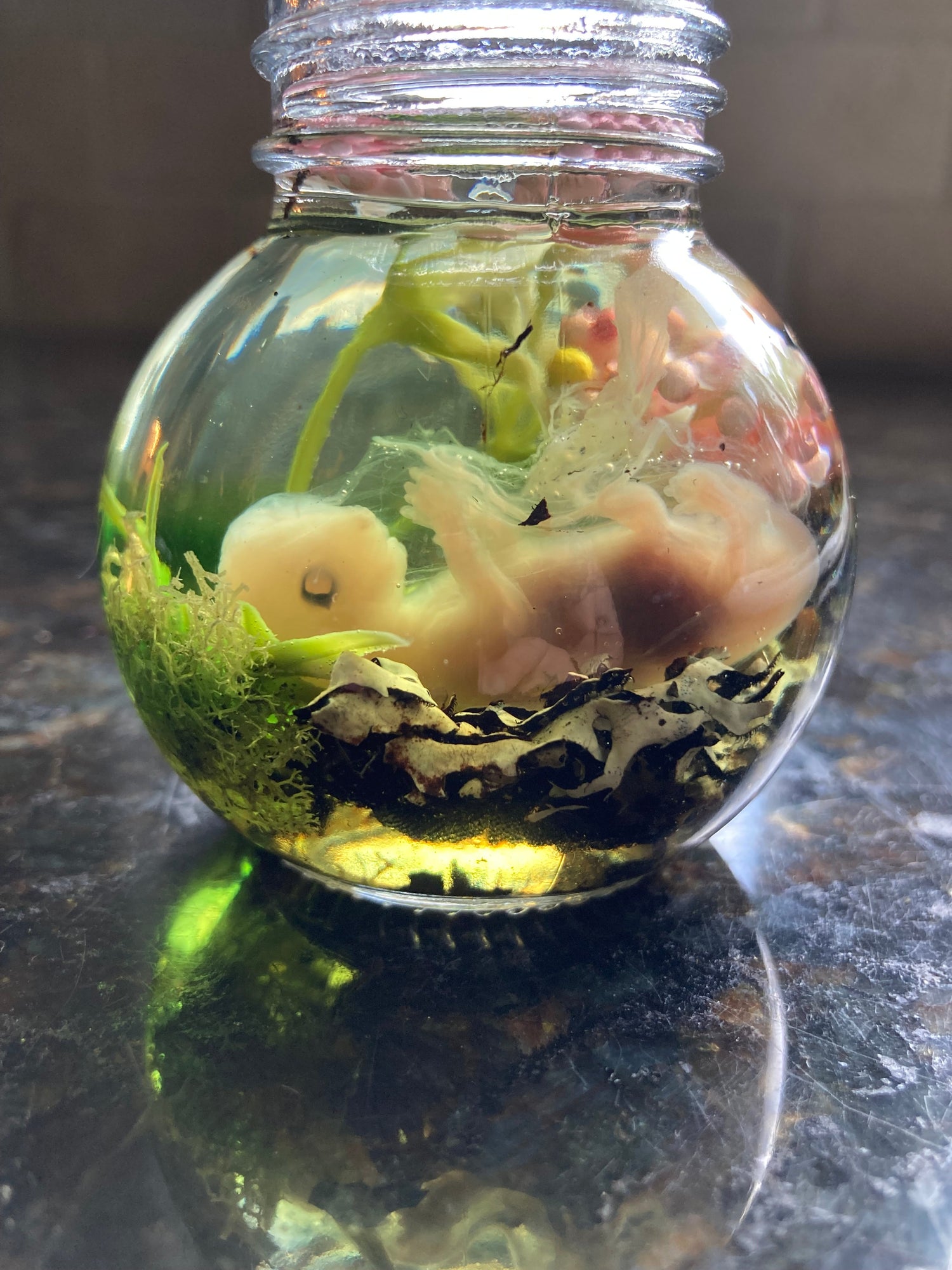 wet specimens and taxidermy