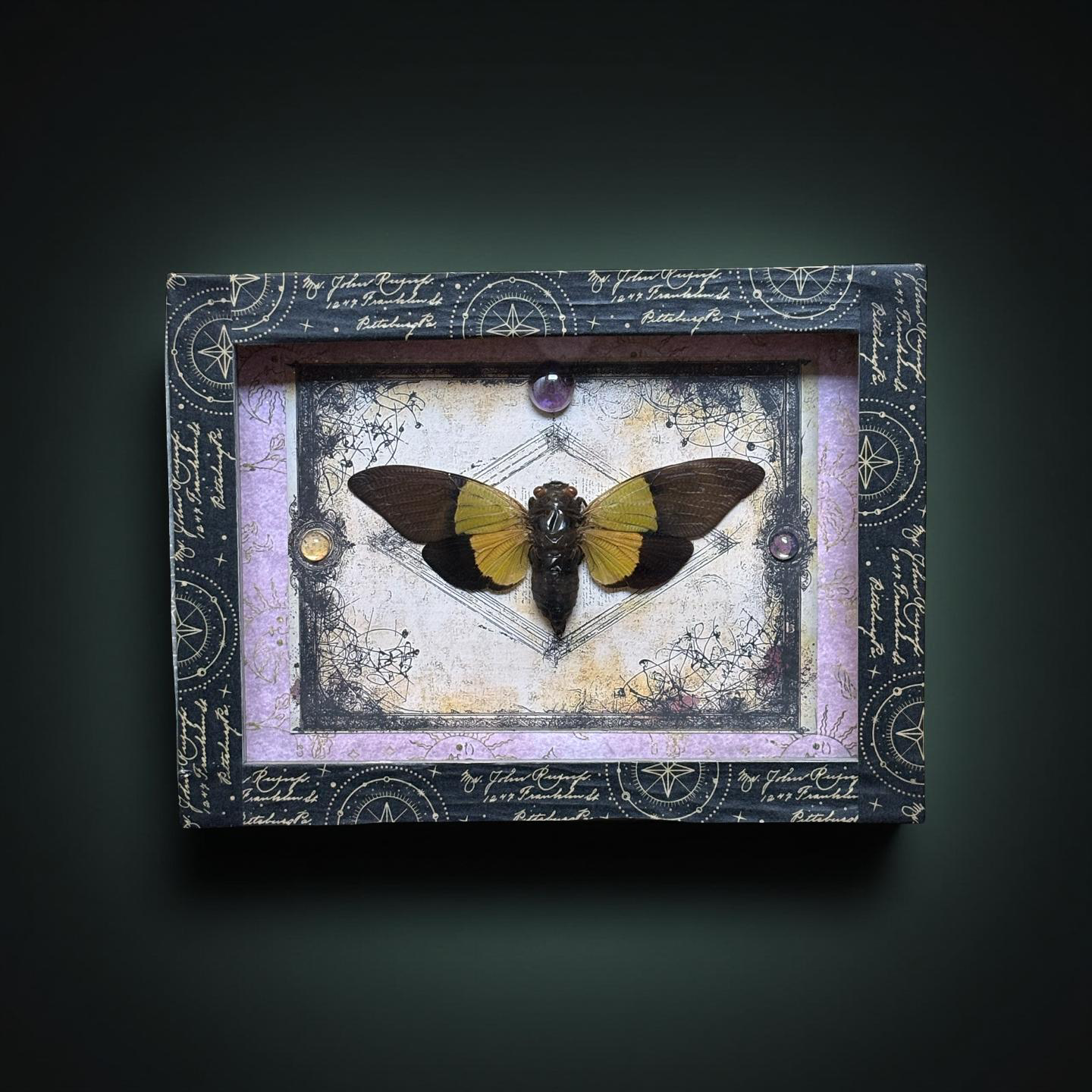 5"x7" Shadowbox- Black and Green Cicada on Flourish Background with Glass Marble Accents and Holographic Celestial Washi Tape Frame. Entomology art, insect art, gothic, dark aesthetic