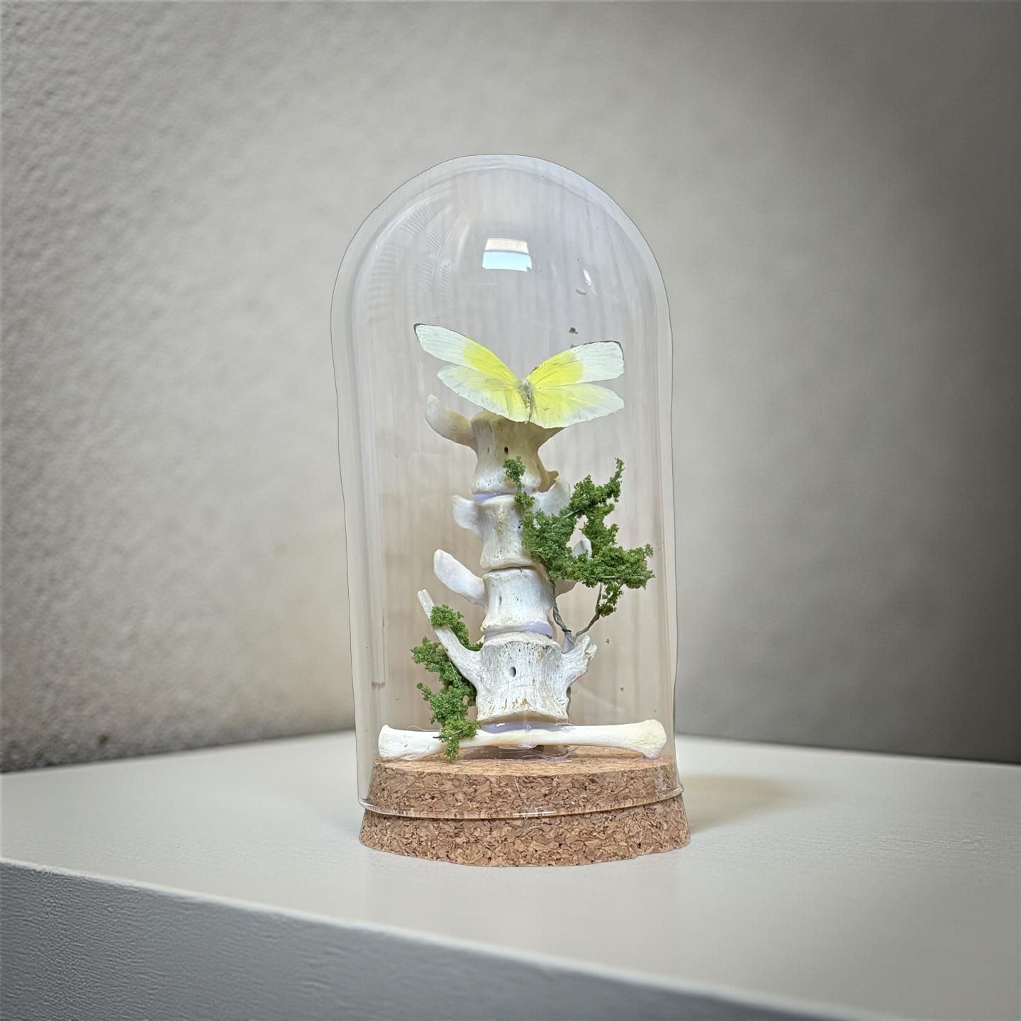 6" Cloche with Delicate Yellow Butterfly Alighted on Raccoon Vertebrae - Entomology art, taxidermy, bones, dark aesthetic