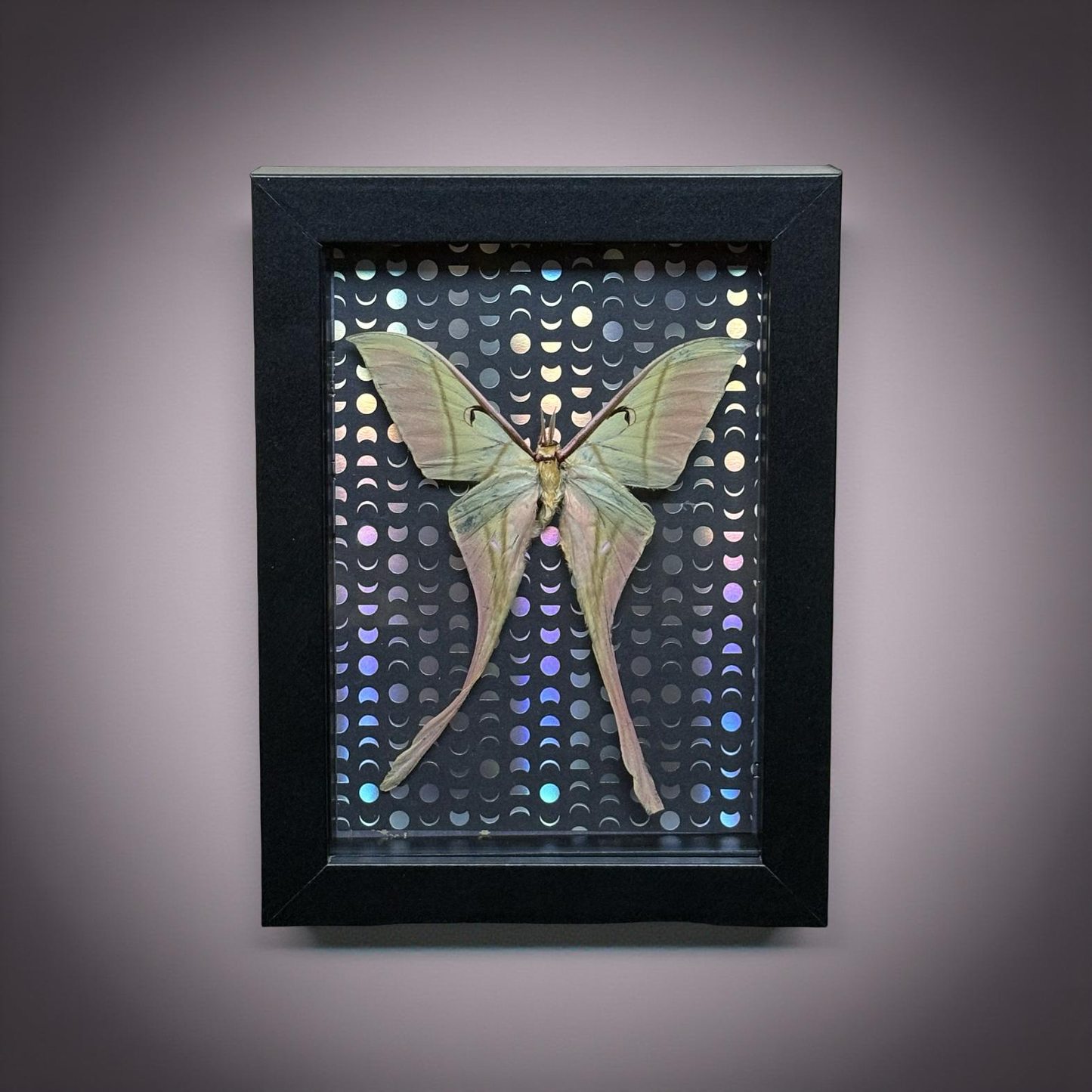 5"x7" Shadowbox with Beautiful Pink and Green Chinese Luna Moth on Holographic Moon Background. Entomology art, insect art, celestial, moon moth, gothic, dark aesthetic