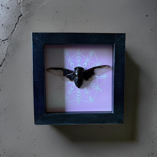 5”x5” Bat Winged Cicada (Cryptotympana aquila) Shadowbox on Pink/Green/Blue Colorshifting Background. Art, Gothic, Entomology, Insect