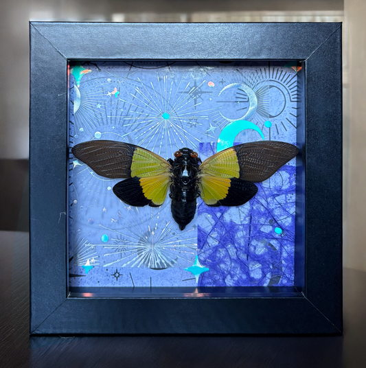 5”x5” Shadowbox with Green Winged Cicada on Celestial Background with Glow in the Dark, Holographic Accents