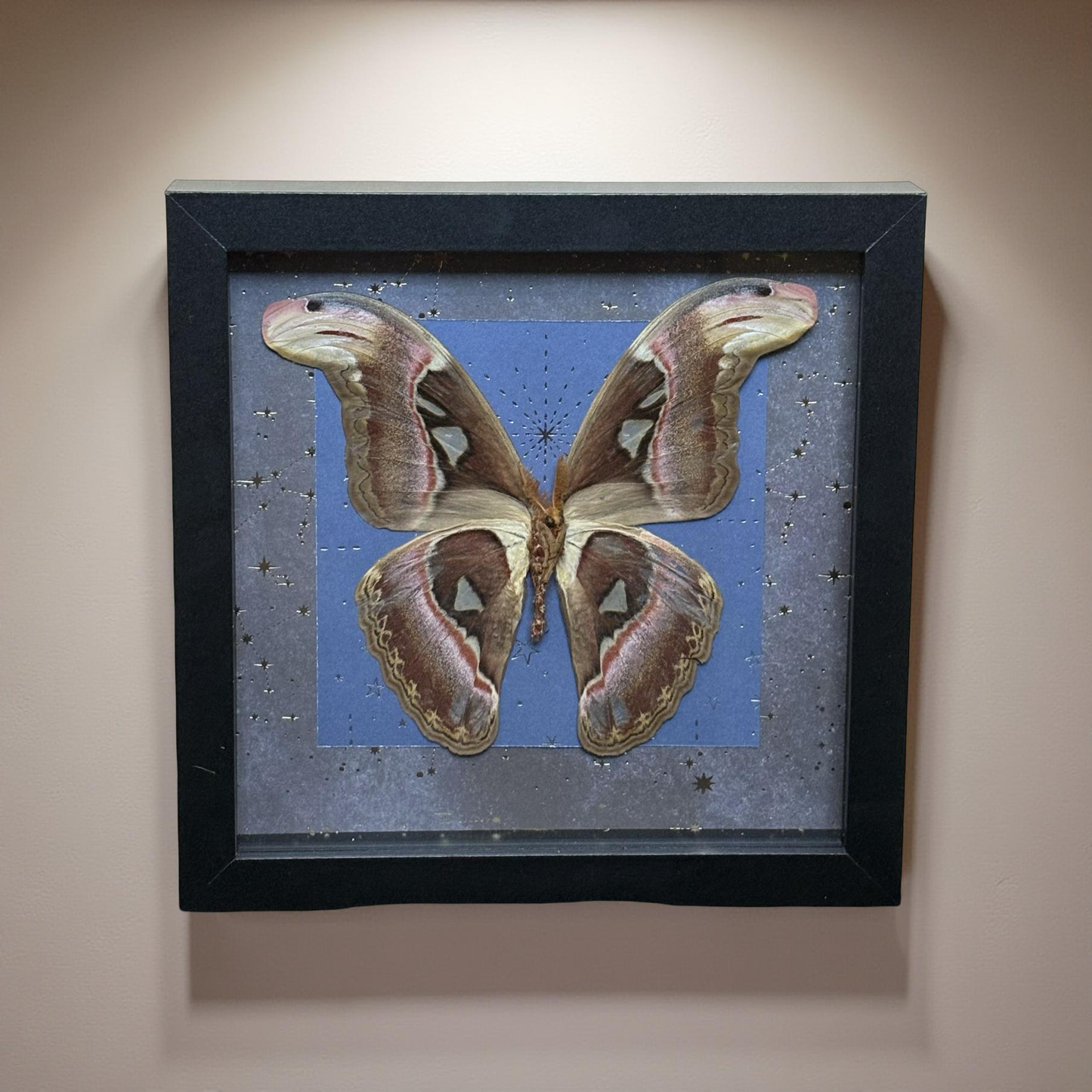 9"x9" Shadowbox- Large Atlas Moth on Starry Black and Blue Sparkling Background. Entomology art, butterfly art, celestial, whimsical