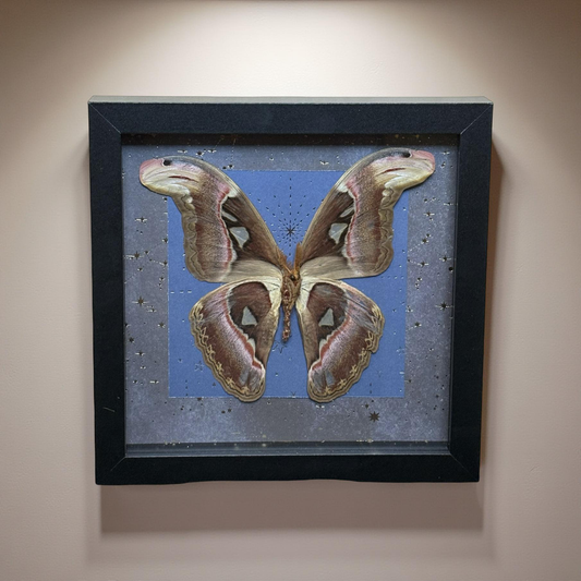 9"x9" Shadowbox- Large Atlas Moth on Starry Black and Blue Sparkling Background. Entomology art, butterfly art, celestial, whimsical