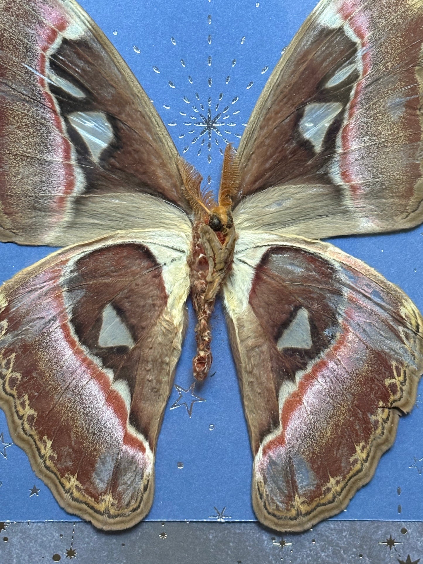 9"x9" Shadowbox- Large Atlas Moth on Starry Black and Blue Sparkling Background. Entomology art, butterfly art, celestial, whimsical