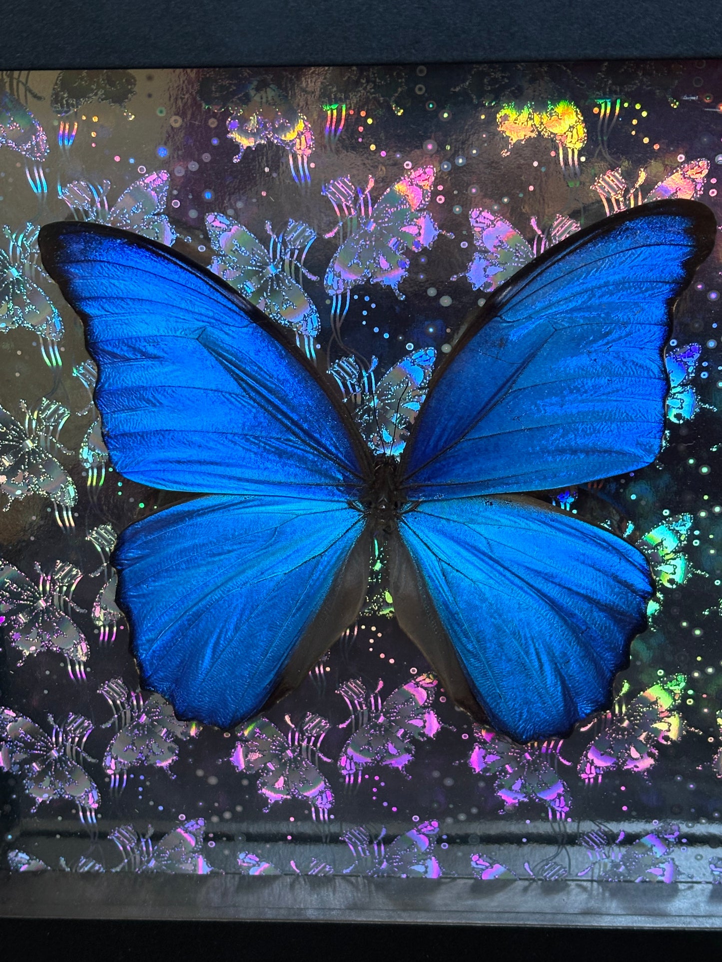 8"x8" Shadowbox- Spectacular Metallic Blue Morpho Butterfly on Holographic Background- Framed Art, entomology art, insect art, gothic aesthetic, oddities
