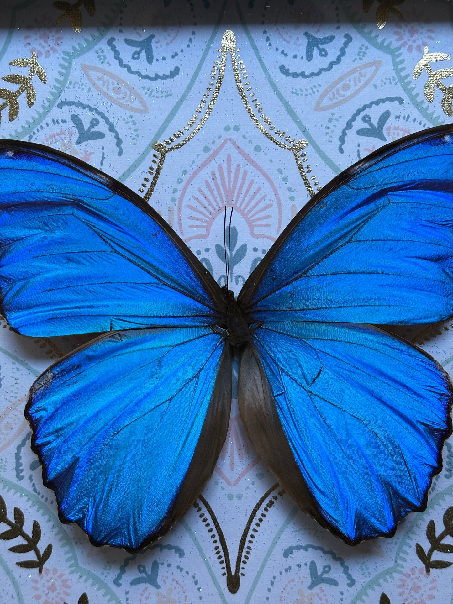 8"x8" Shadowbox- Large Beautiful Framed Blue Morpho Butterfly Art on Shimming Gold Background