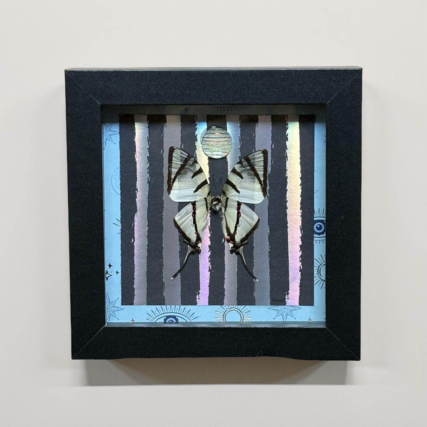 5"x5" Shadowbox Striped Tiger Swallowtail Butterfly on Holographic Background with Sparkling Accent- Entomology, insect, gothic, dark aesthetic