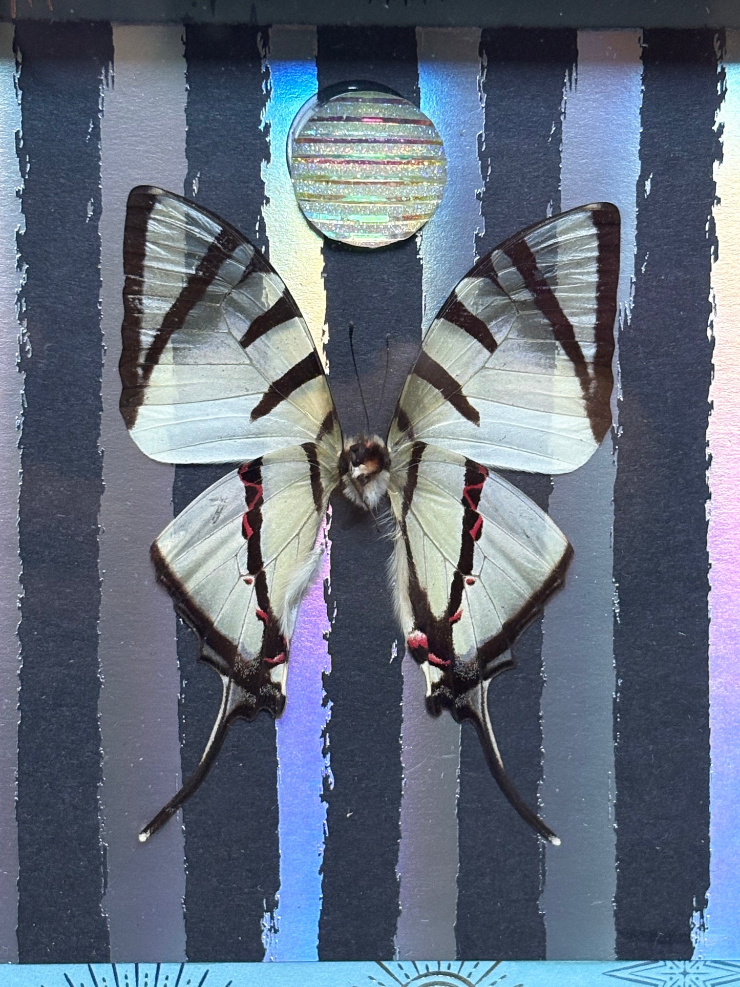5"x5" Shadowbox Striped Tiger Swallowtail Butterfly on Holographic Background with Sparkling Accent- Entomology, insect, gothic, dark aesthetic