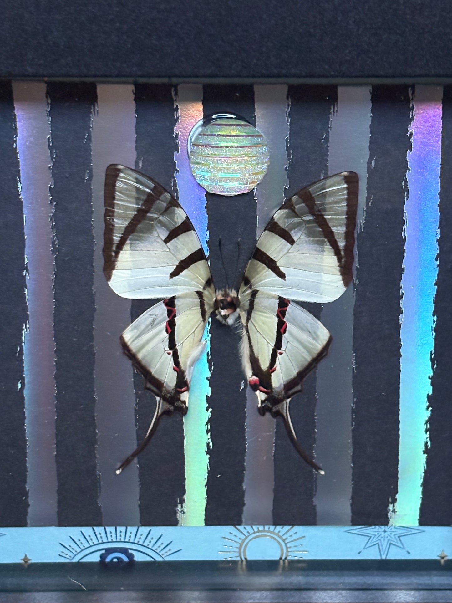 5"x5" Shadowbox Striped Tiger Swallowtail Butterfly on Holographic Background with Sparkling Accent- Entomology, insect, gothic, dark aesthetic