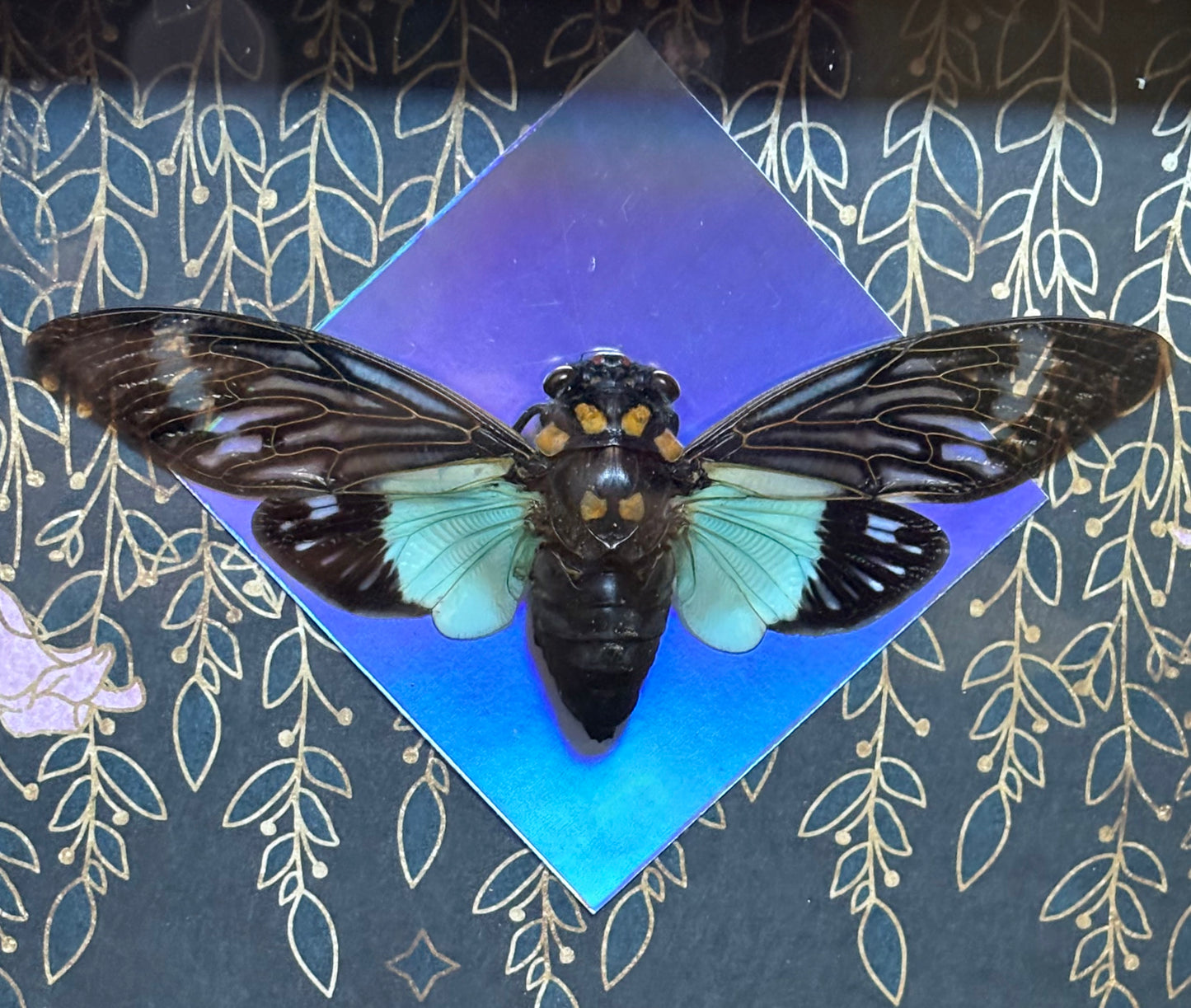 5"x7" Beautiful Blue Winged Cicada on Holographic Accented Flower Background. Entomology art, insect art, oddities, gothic aesthetic