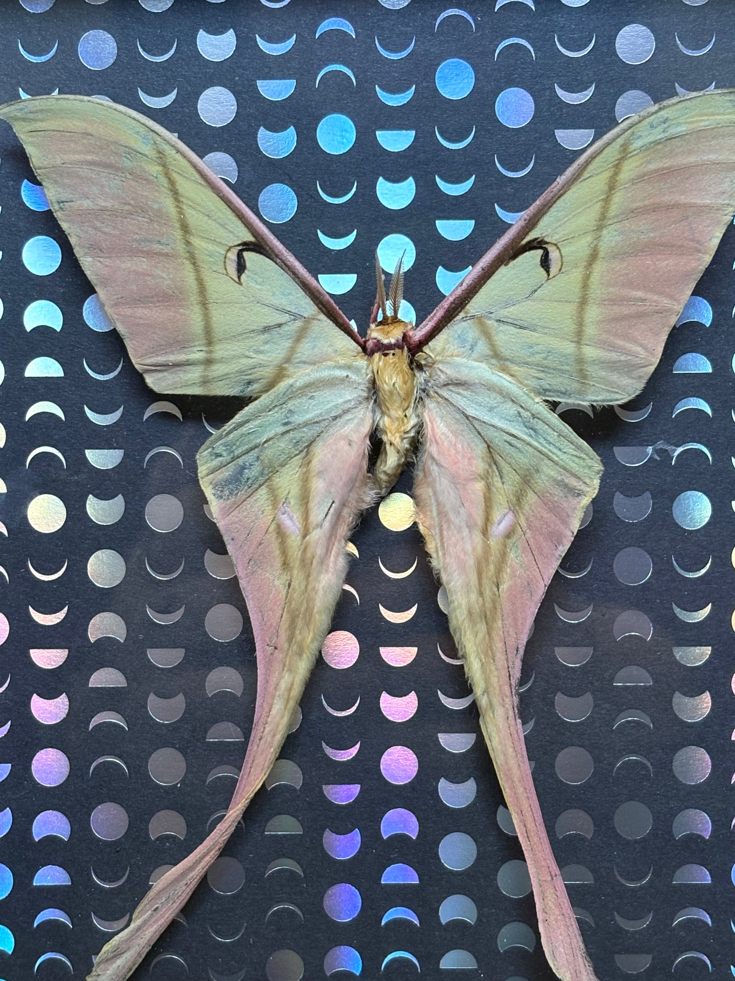 5"x7" Shadowbox with Beautiful Pink and Green Chinese Luna Moth on Holographic Moon Background. Entomology art, insect art, celestial, moon moth, gothic, dark aesthetic