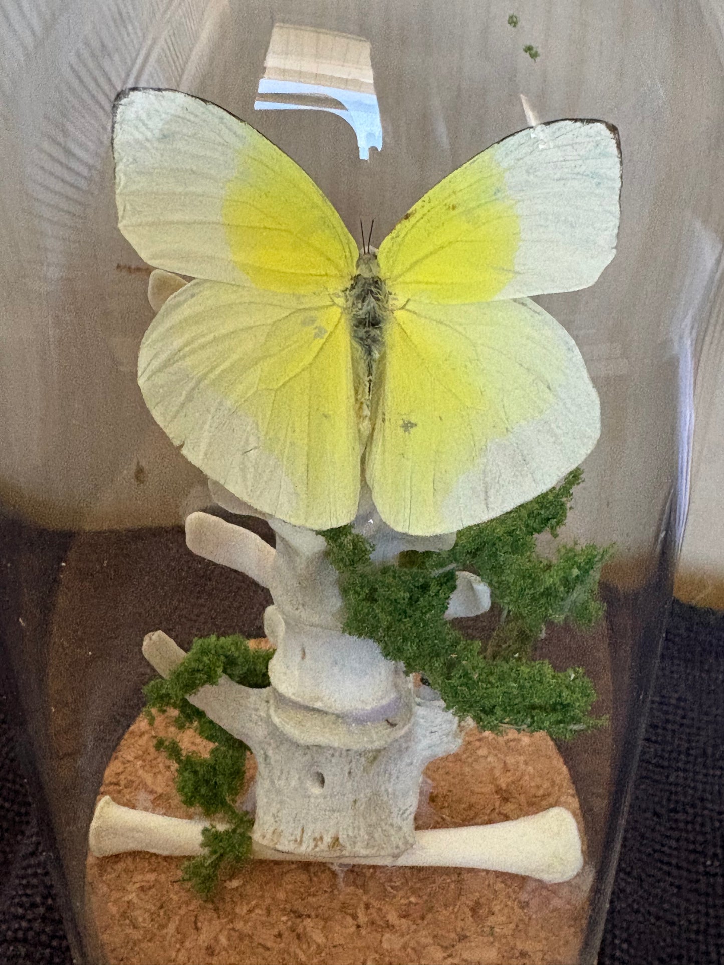 6" Cloche with Delicate Yellow Butterfly Alighted on Raccoon Vertebrae - Entomology art, taxidermy, bones, dark aesthetic
