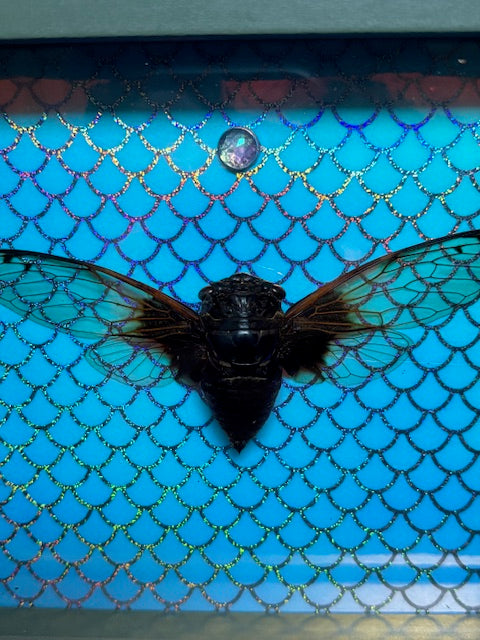 5"x5"Shadowbox Clearwing Cicada in on Pearlescent Mermaid Background with Crystal Accent- entomology, bug, insect, gothic, whimsy, whimsicaloddities,