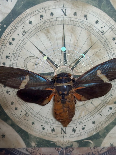 5"x5" Shadowbox Black and Orange Cicada in  on Celestial Compass Background with Holographic Moon accents- entomology, insect, bug, gothic, curiosities