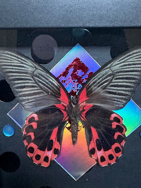5"x5" Shadowbox Haunting Scarlet Mormon Butterfly on Black Polka-Dot and Holographic Background- entomology, gothic, dark aesthetic, insect