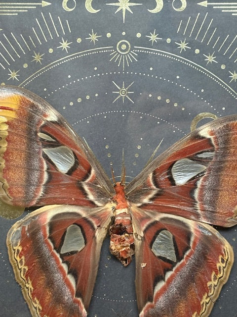 12"x12" Shadowbox Atlas Moth Statement Piece on Metallic Gold Background- Butterfly, insect, entomology, curiosities, oddities, gothic, dark aesthetic