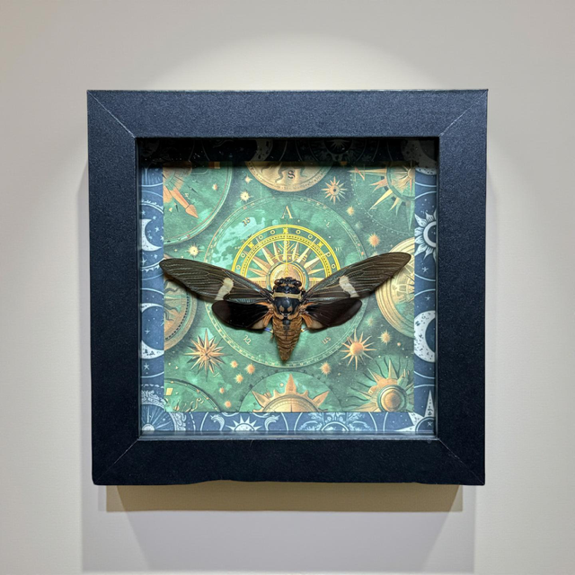 5"x5" Shadowbox with Black and Orange Cicada on Celestial Background with Holographic Accents- Insect, entomology, curiosities, bug, gothic, whimsy, whimsical