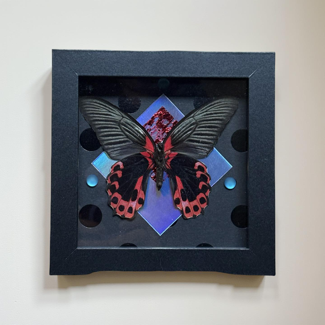 5"x5" Shadowbox Haunting Scarlet Mormon Butterfly on Black Polka-Dot and Holographic Background- entomology, gothic, dark aesthetic, insect