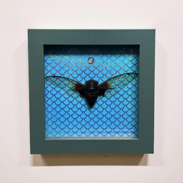 5"x5"Shadowbox Clearwing Cicada in on Pearlescent Mermaid Background with Crystal Accent- entomology, bug, insect, gothic, whimsy, whimsicaloddities,