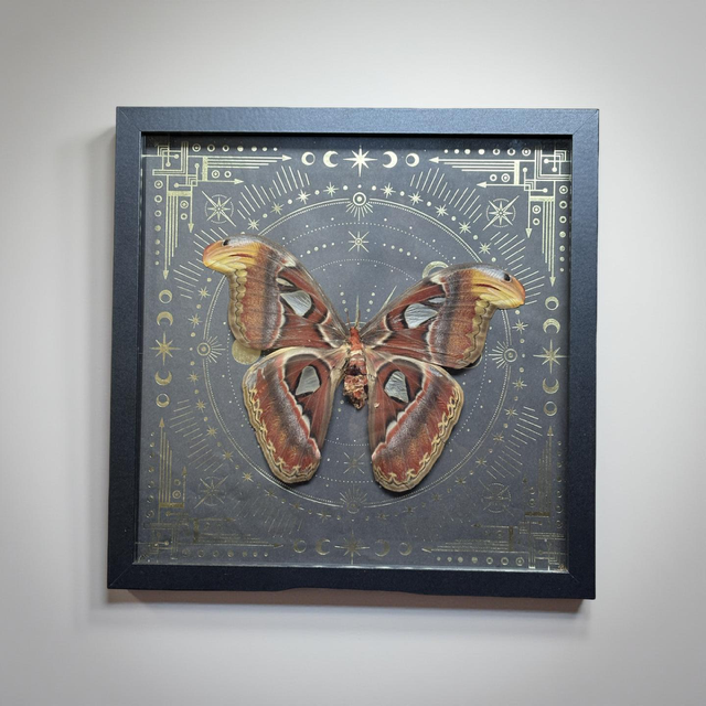 12"x12" Shadowbox Atlas Moth Statement Piece on Metallic Gold Background- Butterfly, insect, entomology, curiosities, oddities, gothic, dark aesthetic