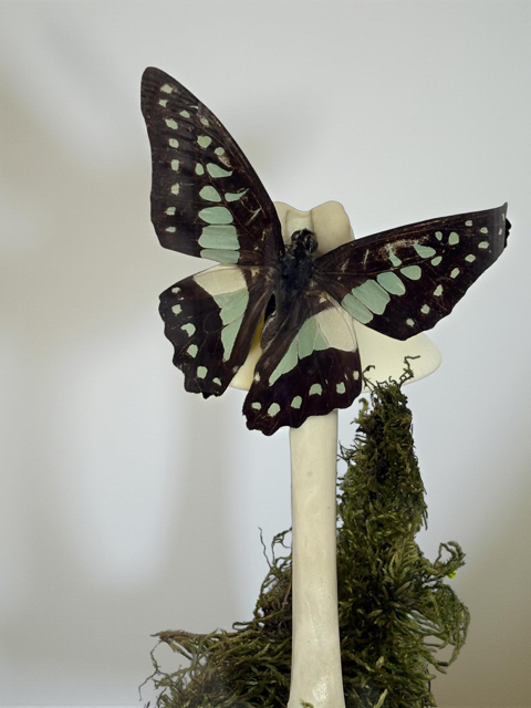 6" Cloche Flittering Common Jay Butterfly Alit on Top of Bone Surrounded by Moss - taxidermy, gothic, oddities, curiosities, dark aesthetic, entomology, insect, bug