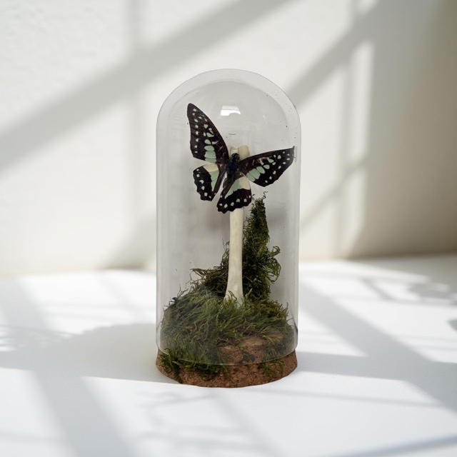 6" Cloche Flittering Common Jay Butterfly Alit on Top of Bone Surrounded by Moss - taxidermy, gothic, oddities, curiosities, dark aesthetic, entomology, insect, bug