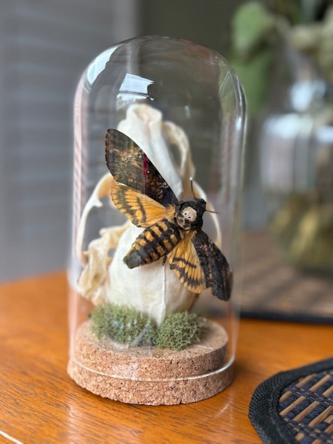 Skull and Death's Head Moth Cloche, real snake skin, taxidermy, entomology art, gothic