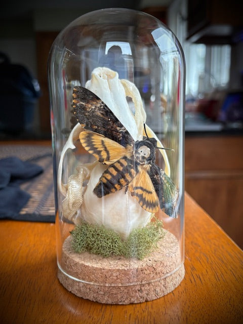 Skull and Death's Head Moth Cloche, real snake skin, taxidermy, entomology art, gothic